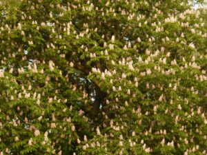 Lehrbienenstand Kastanienblüte