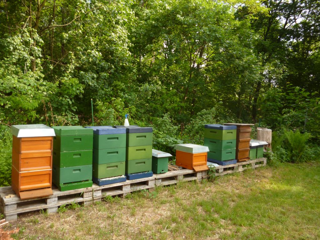 Bienenbeuten beimLehrbienenstand Kladow