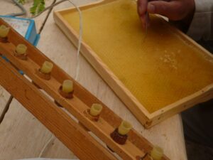 Lehrbienenstand Umlarvaktion