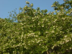 Lehrbienenstand Robinienblüte