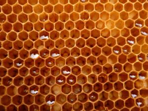 Lehrbienenstand Larven