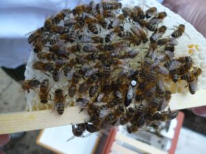 Lehrbienenstand Königin