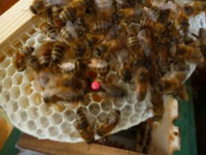 Lehrbienenstand Königin in Mehrwabenkästchen