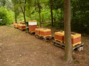 Lehrbienenstand Schülervölker