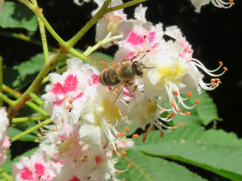 Honigbiene auf Kastanienblüte