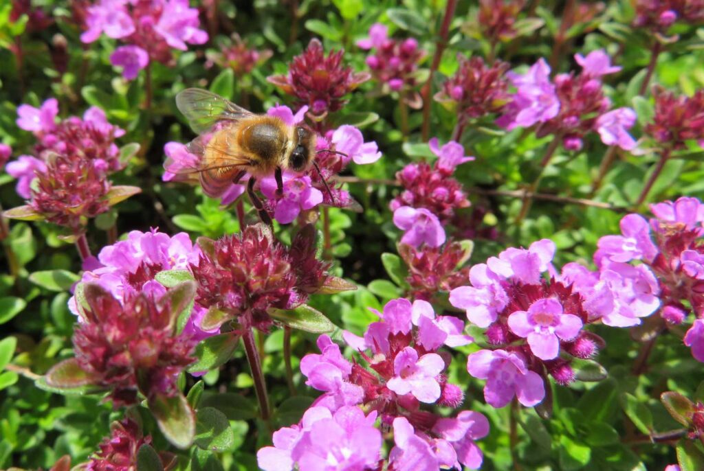 Biene auf Thymian