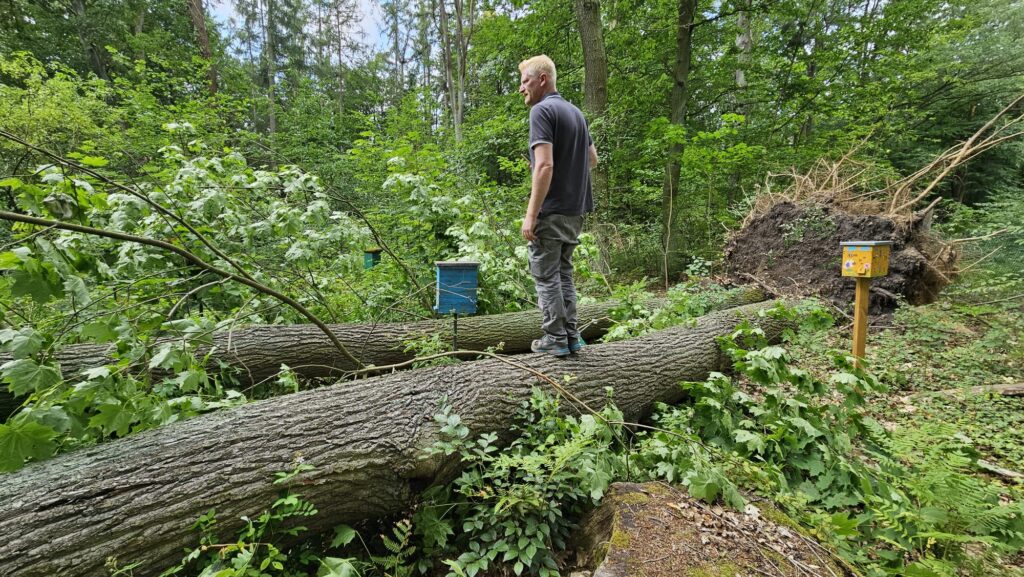 Zerstörter Belegstand