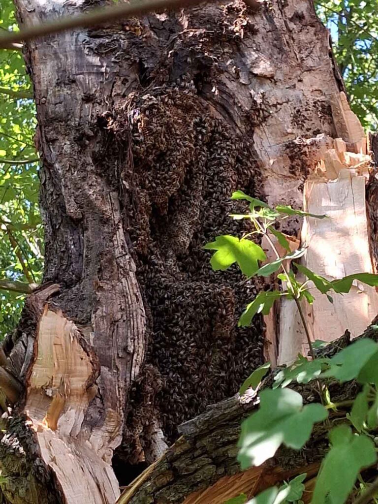 Offen liegendes wildes Honigbienen-Volk