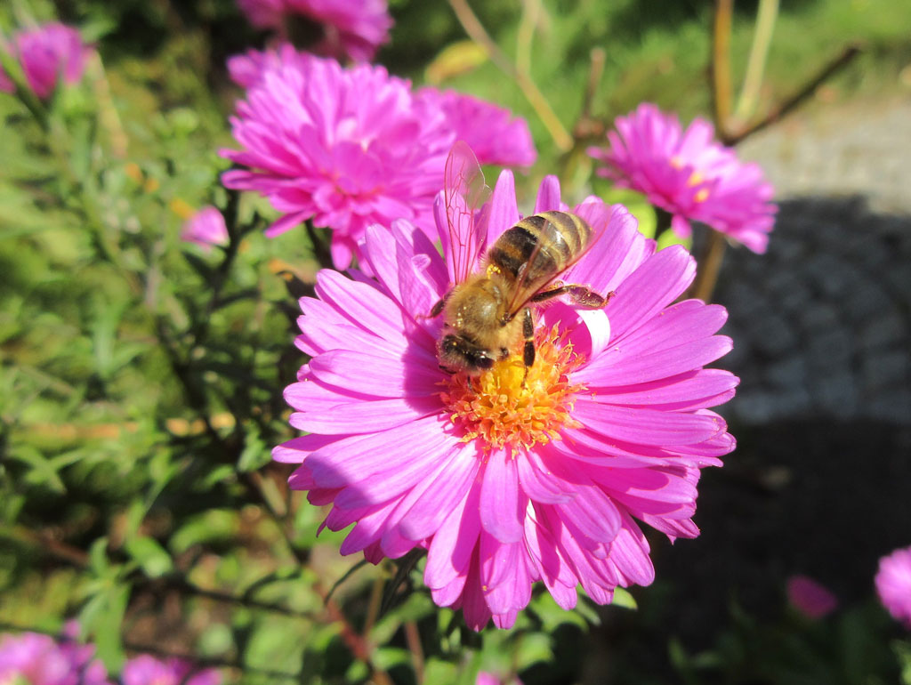 Honigbiene auf Aster