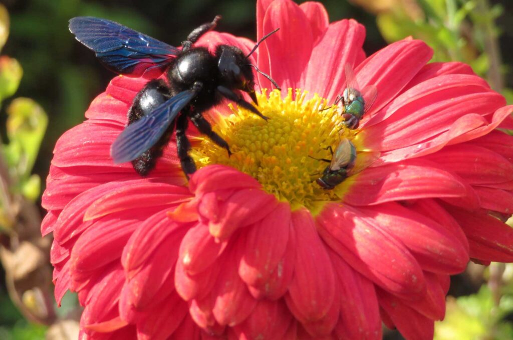 Blauschwarze Holzbiene auf Chrysantheme
