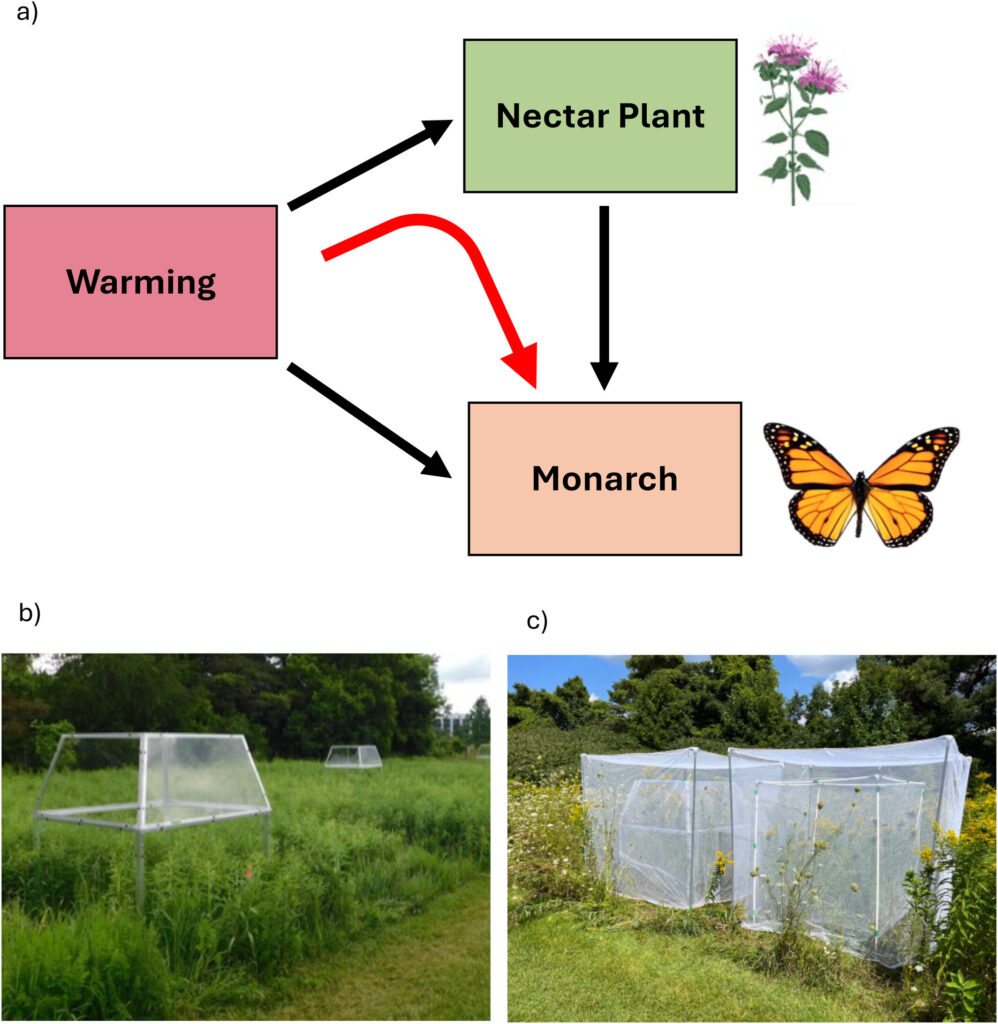 Versuchsanordnung zur Bestimmung des Einflusses der Erwärmung auf die Qualität des Nektars.