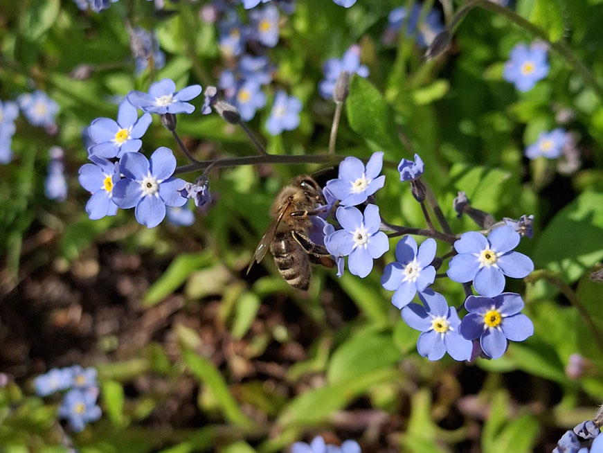 Biene auf Vergissmeinnicht